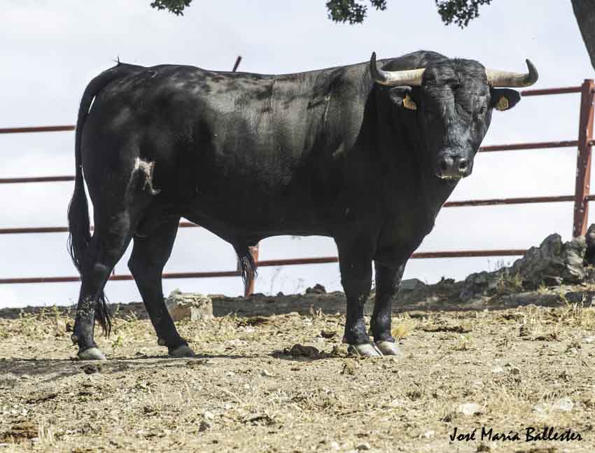 La novillada de Guadajira para Madrid Badajoz Taurina